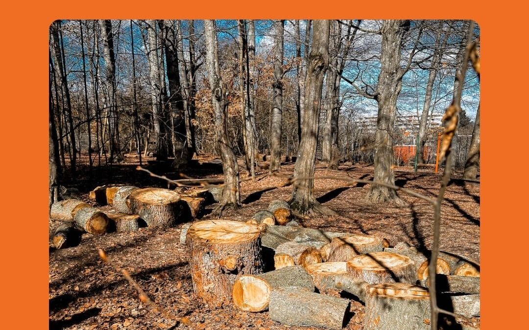 Zedernholz für die Monti